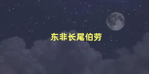 东非长尾伯劳
