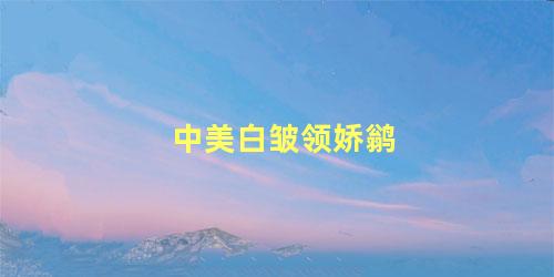 中美白皱领娇鹟