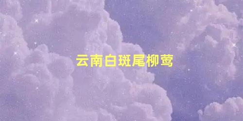 云南白斑尾柳莺