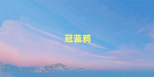 冠蓝鸦