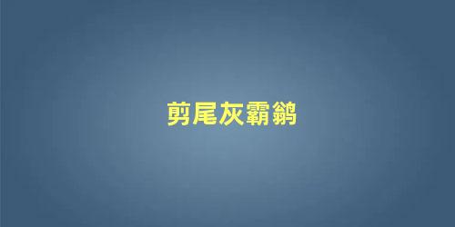 剪尾灰霸鹟
