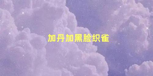 加丹加黑脸织雀