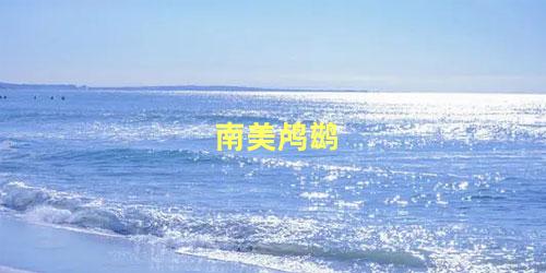 南美鸬鹚