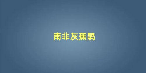 南非灰蕉鹃