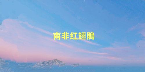 南非红翅鵙