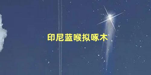 印尼蓝喉拟啄木