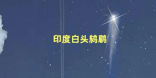 印度白头鸫鹛