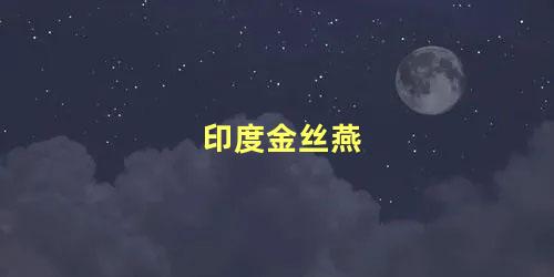 印度金丝燕