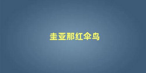 圭亚那红伞鸟