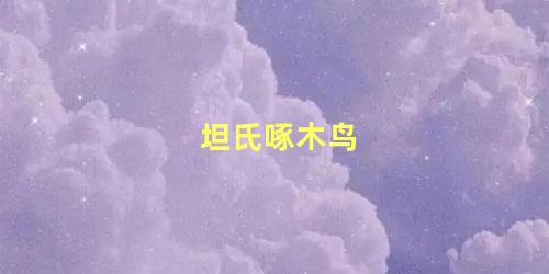 坦氏啄木鸟