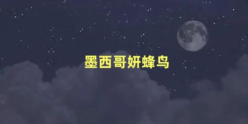 墨西哥妍蜂鸟