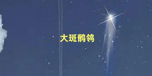 大斑鹡鸰