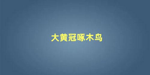 大黄冠啄木鸟