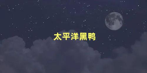 太平洋黑鸭