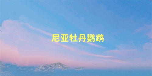 尼亚牡丹鹦鹉