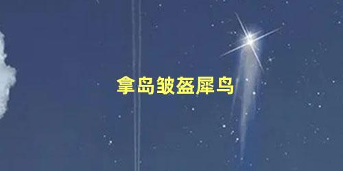 拿岛皱盔犀鸟