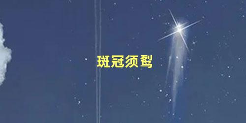 斑冠须䴕