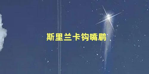 斯里兰卡钩嘴鹛