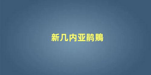 新几内亚鹃鵙