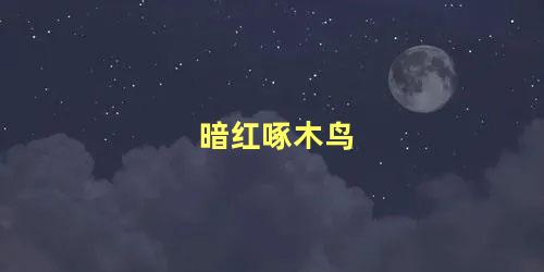 暗红啄木鸟