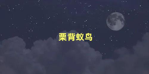 栗背蚁鸟