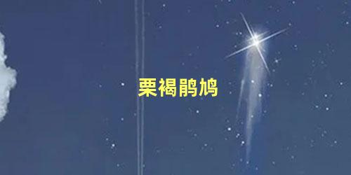 栗褐鹃鸠