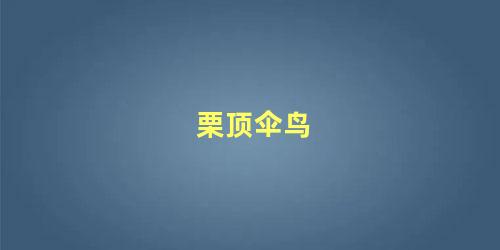 栗顶伞鸟