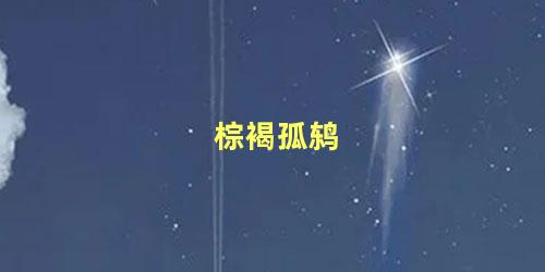 棕褐孤鸫
