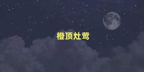 橙顶灶莺