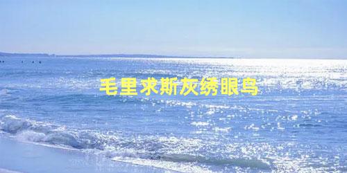 毛里求斯灰绣眼鸟