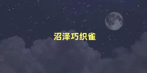 沼泽巧织雀