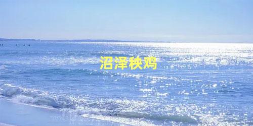 沼泽秧鸡