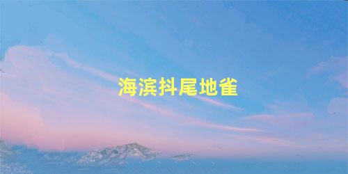 海滨抖尾地雀