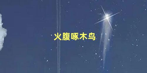 火腹啄木鸟