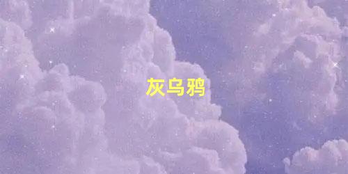 灰乌鸦