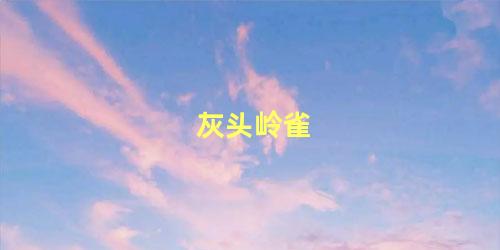 灰头岭雀