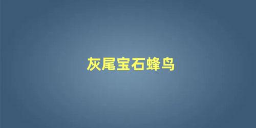 灰尾宝石蜂鸟