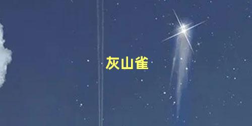 灰山雀