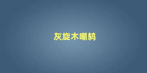灰旋木嘲鸫