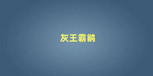 灰王霸鹟