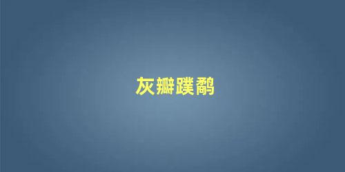 灰瓣蹼鹬