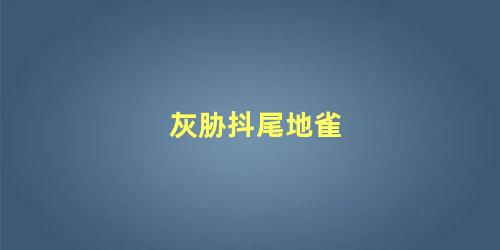 灰胁抖尾地雀