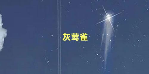 灰莺雀