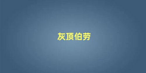 灰顶伯劳