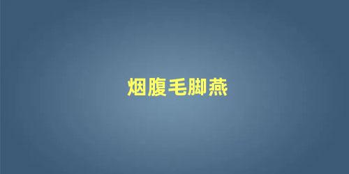 烟腹毛脚燕