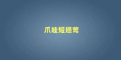 爪哇短翅莺