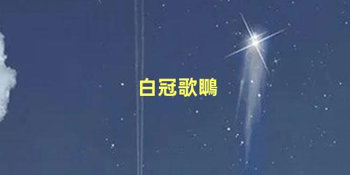 白冠歌䳭