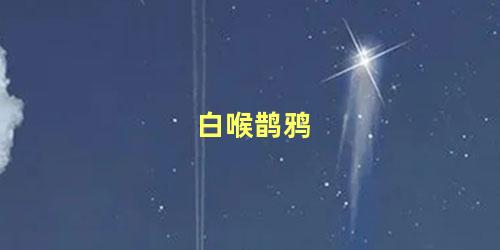 白喉鹊鸦