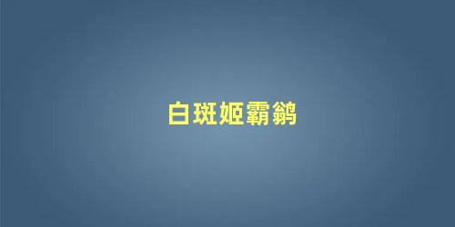 白斑姬霸鹟
