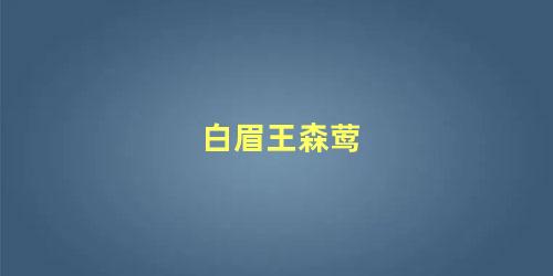 白眉王森莺